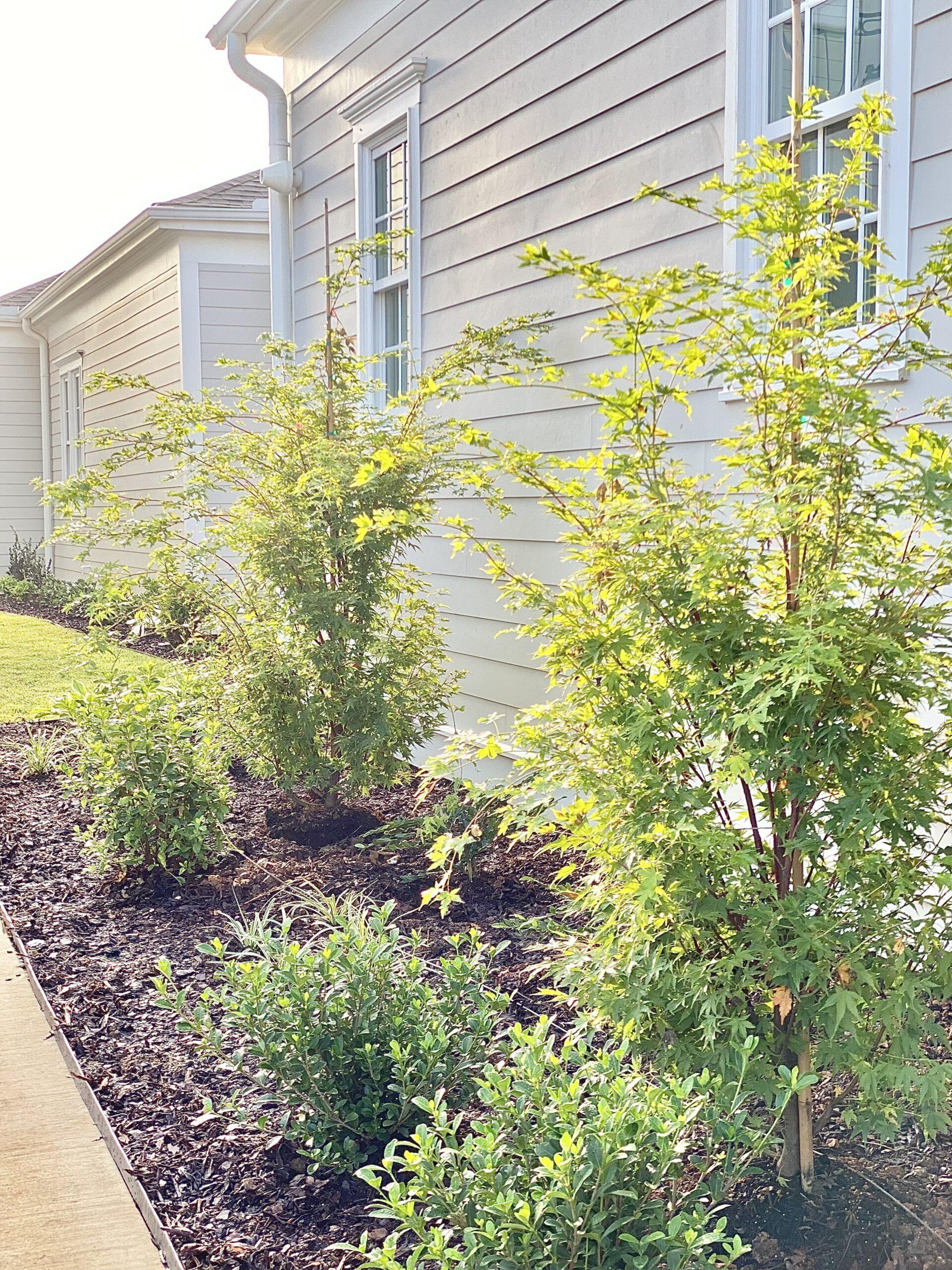 All Things Madison | Landscape Design in Madison, Alabama | Part Three: Before & After