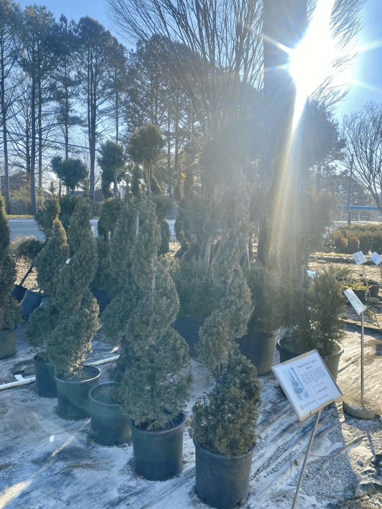 All Things Madison | Indian Creek Nursery in Madison Shares Suggested Timeline for Winter/Spring Planting