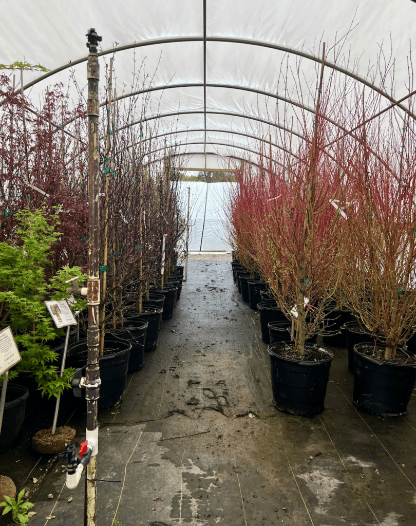 All Things Madison | Local Nursery Versus Big-Box Stores: Reasons to Shop with Indian Creek Nursery This Spring