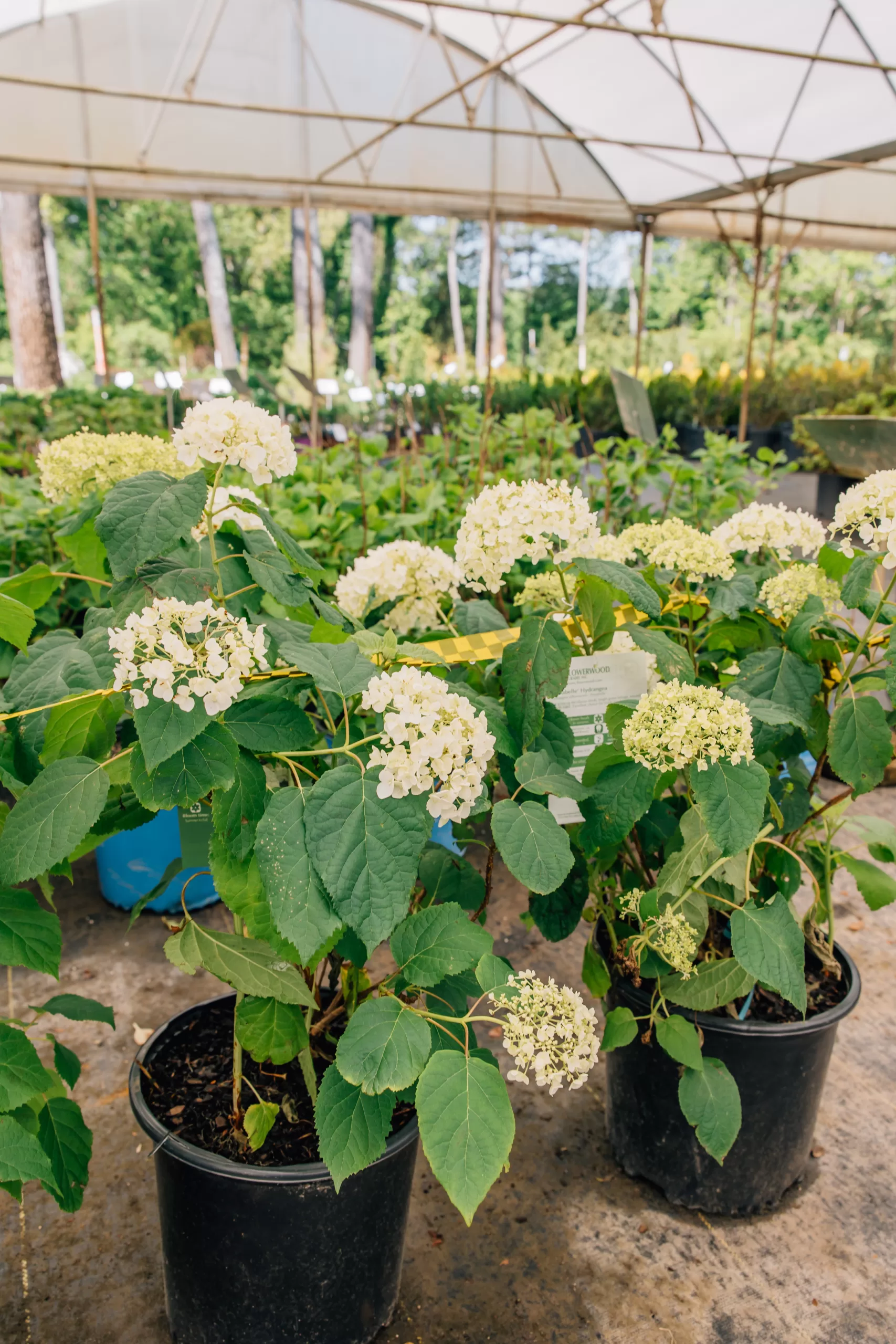 Indian Creek Wholesale Nursery in Madison: If you're looking to make changes to your landscaping and work towards creating your own outdoor summer retreat, read on to learn more about summertime planting from the experts at Indian Creek Wholesale Nursery in Madison.