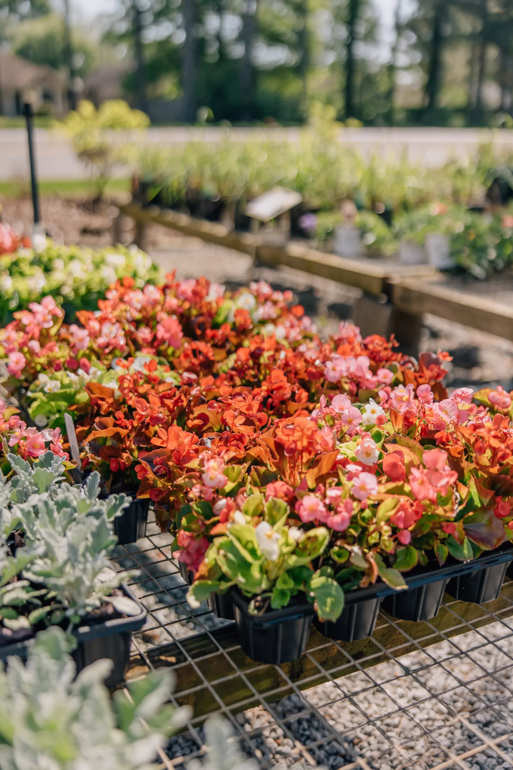 Indian Creek Wholesale Nursery in Madison: If you're looking to make changes to your landscaping and work towards creating your own outdoor summer retreat, read on to learn more about summertime planting from the experts at Indian Creek Wholesale Nursery in Madison.